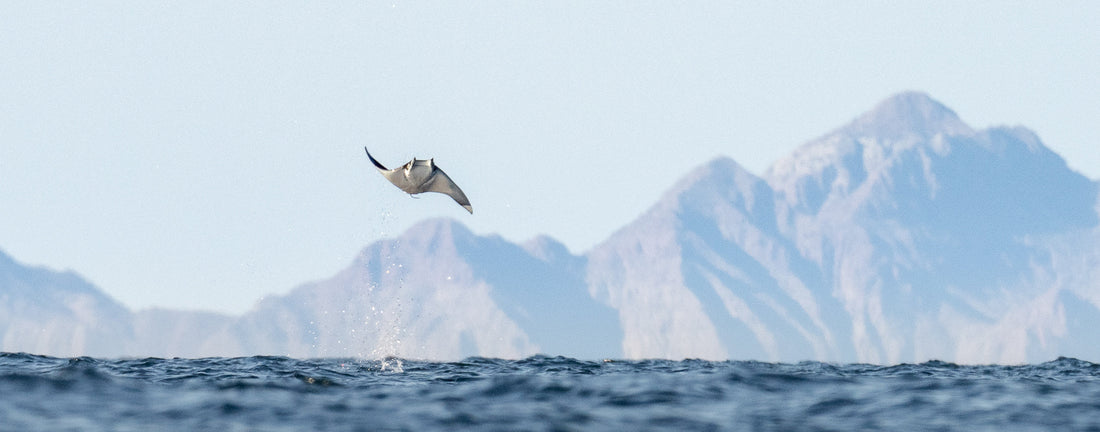 The wonders of Baja California