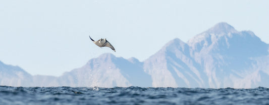 The wonders of Baja California