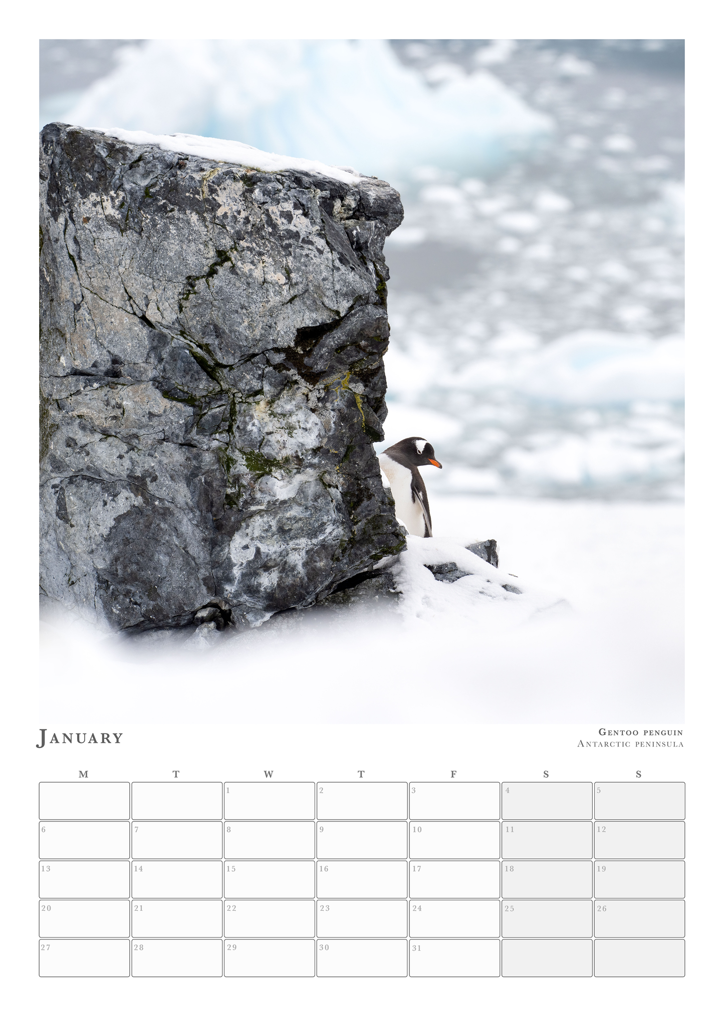 Wildlife Calendar 2025 - Martin (Animals in Environment)