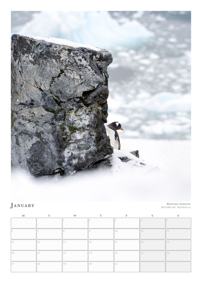 Wildlife Calendar 2025 - Martin (Animals in Environment)