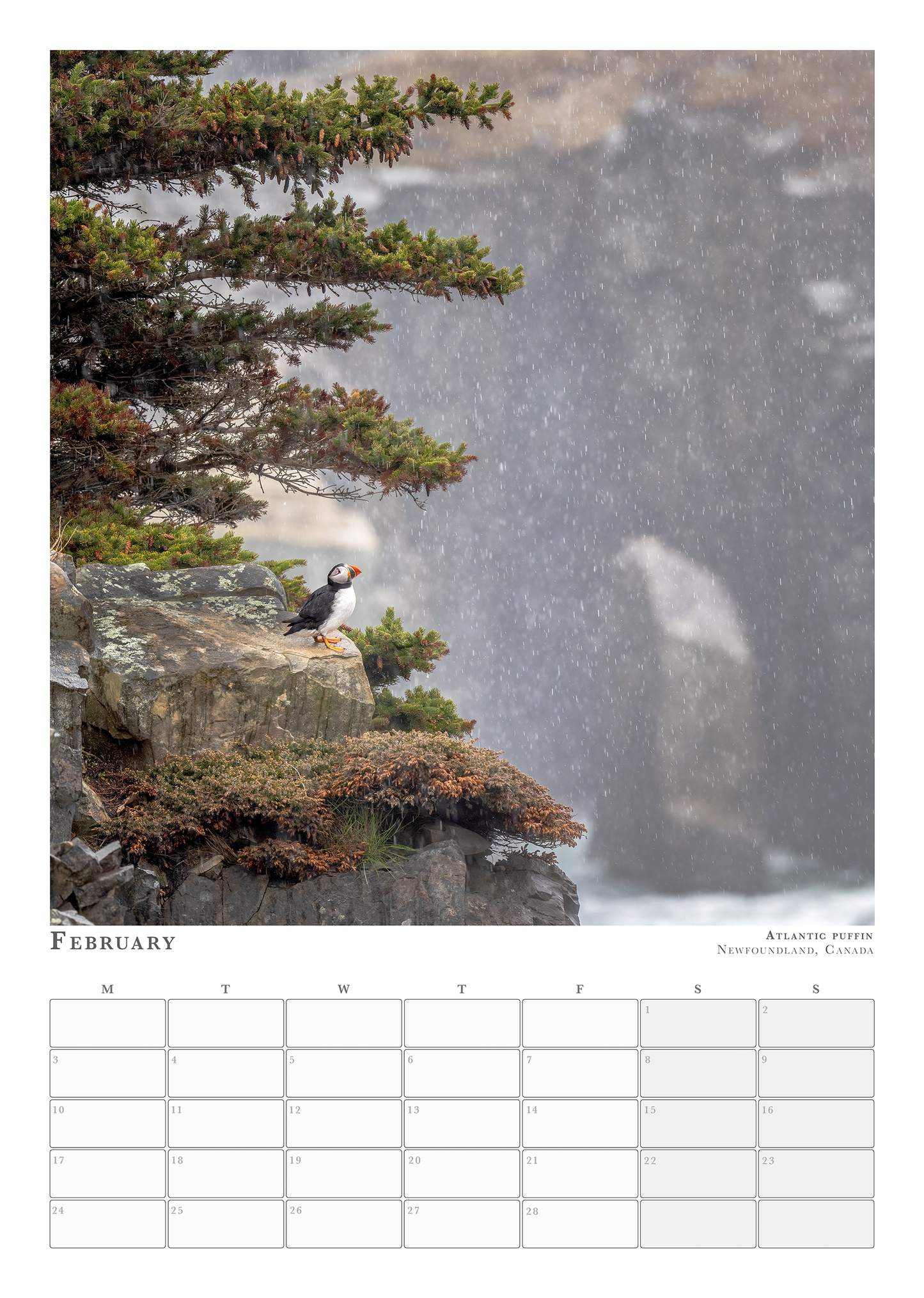 Wildlife Calendar 2025 - Pleun