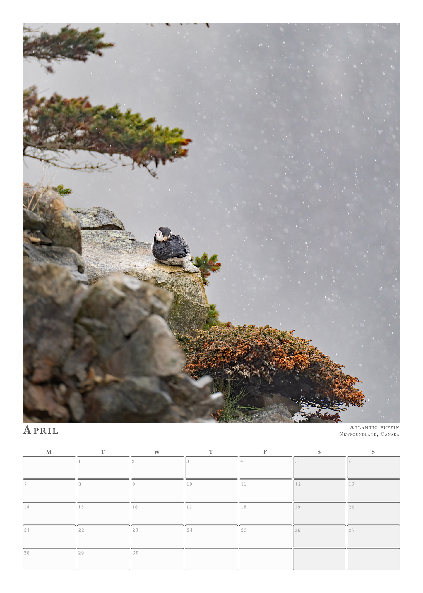 Wildlife Calendar 2025 - Martin (Animals in Environment)