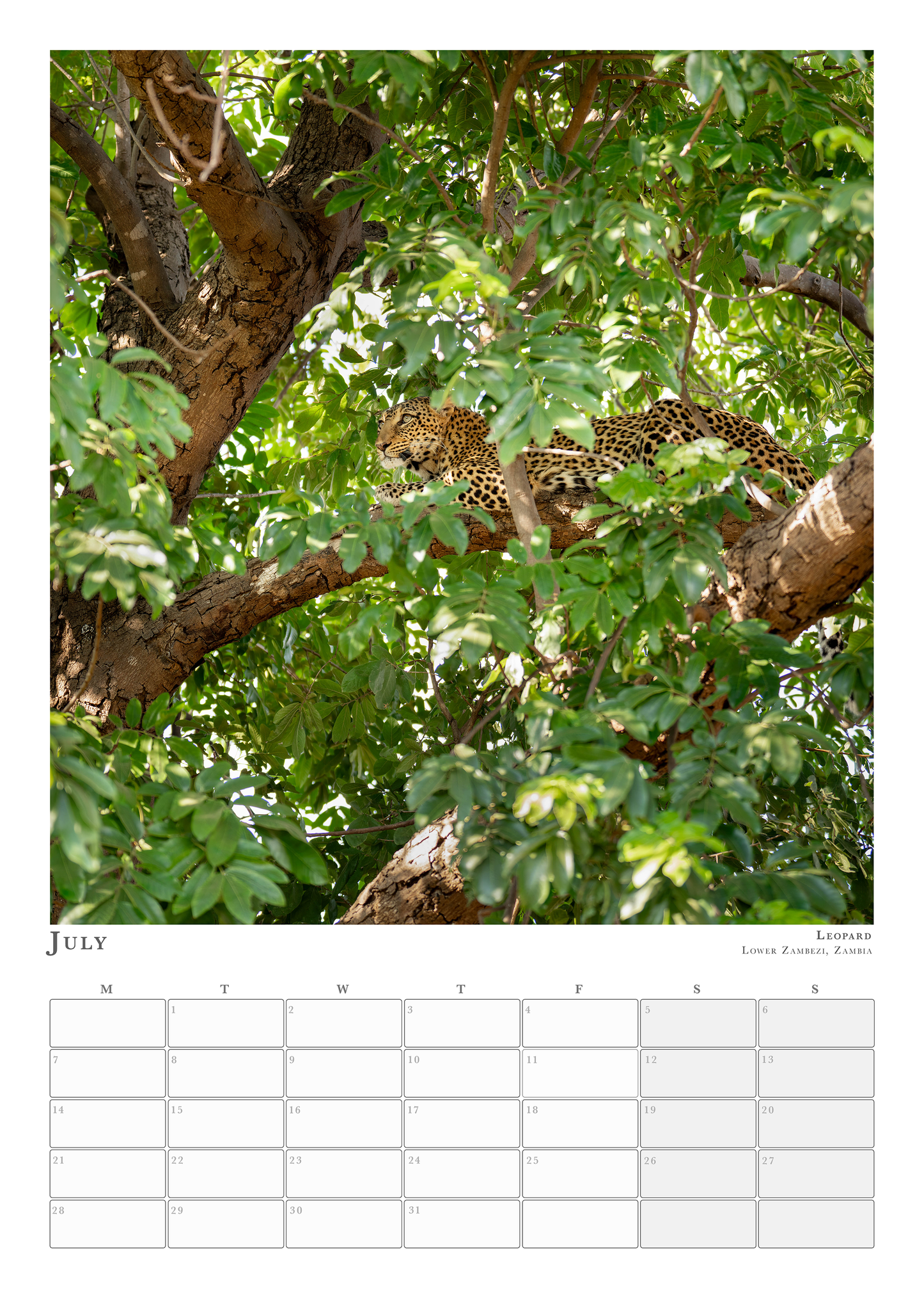 Wildlife Calendar 2025 - Martin (Animals in Environment)