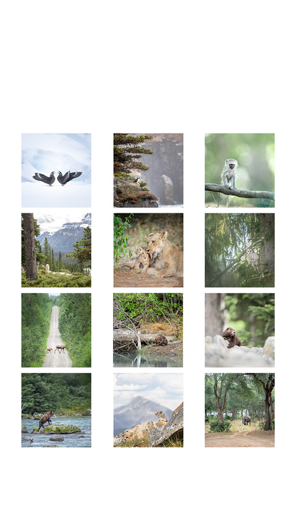 Wildlife Calendar 2025 - Pleun